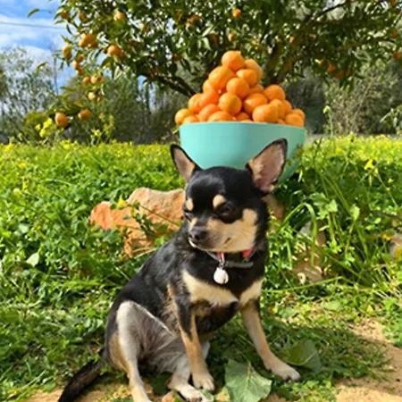 Quinta Algarve * Santa Barbara de Nexe